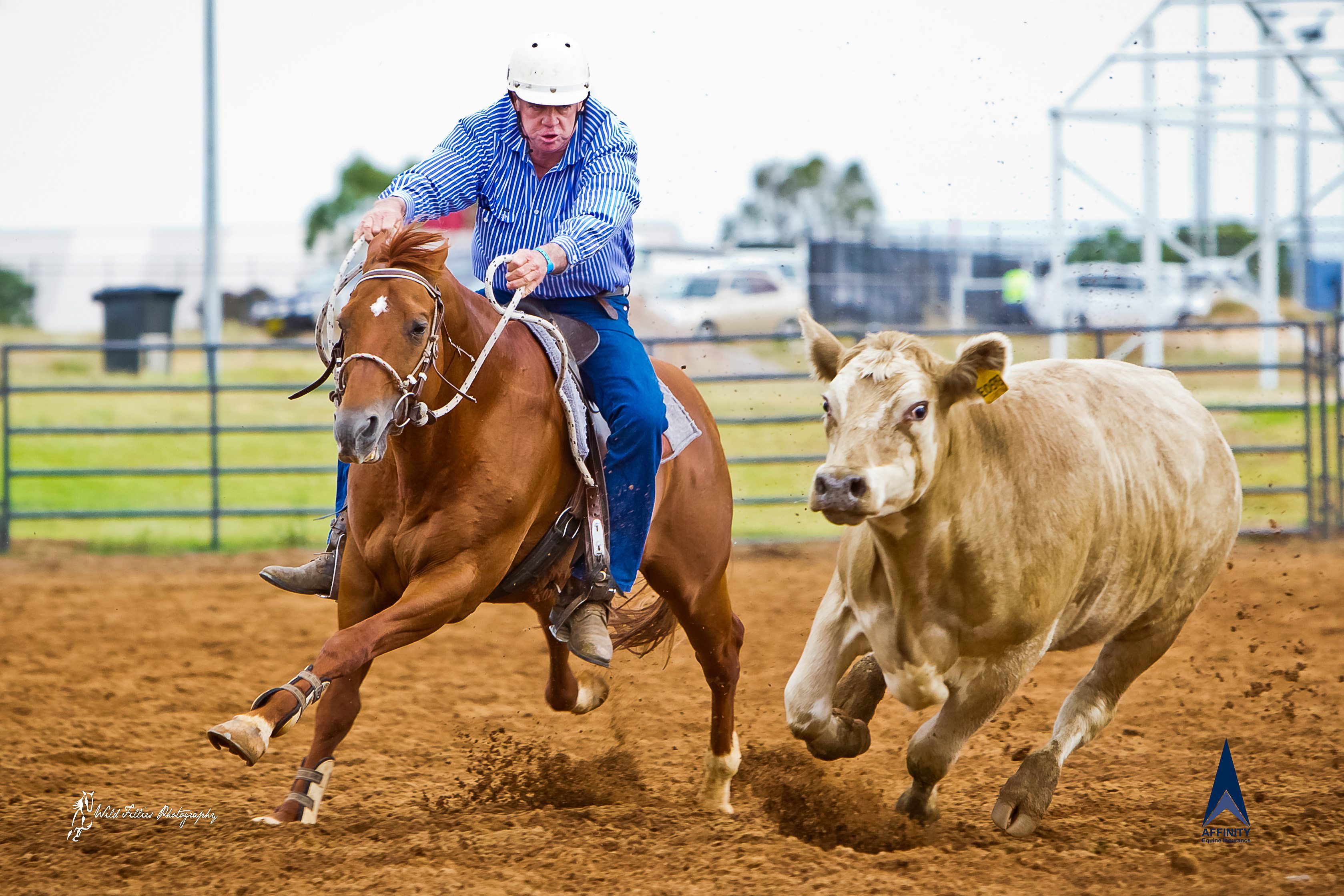 Australian Stock Horse Society Affinity Equine Insurance